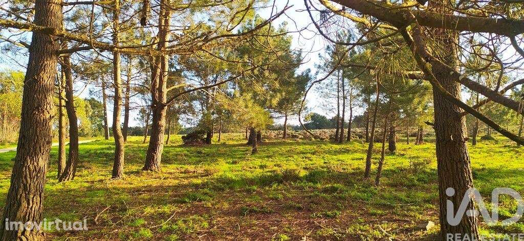 Terreno T1 em Vila do Bispo e Raposeira de 123840,00 m2 - Grande imagem: 2/29