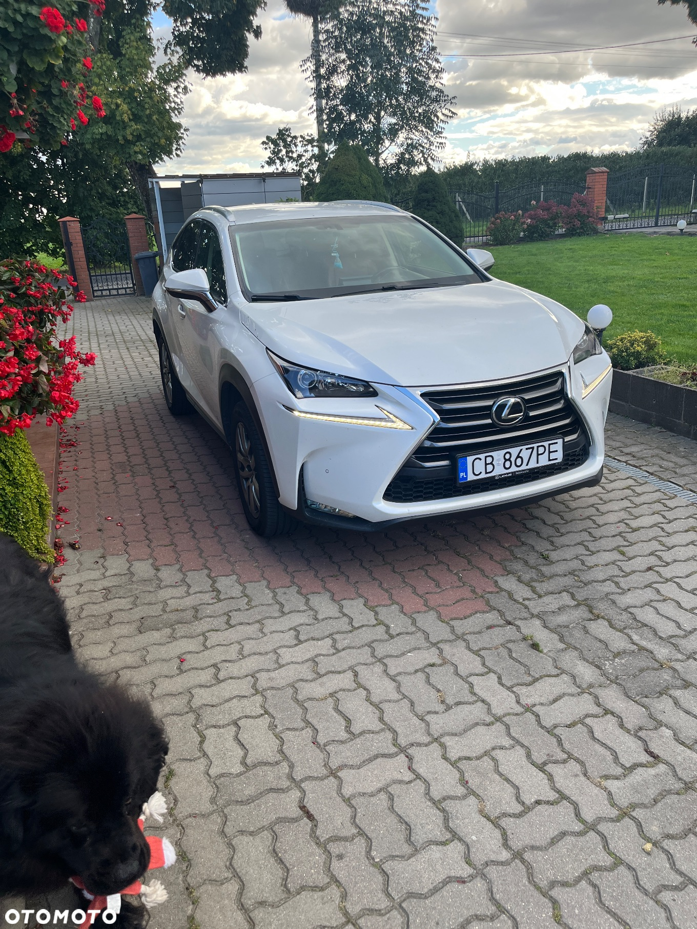 Lexus NX 200t Comfort AWD - 8