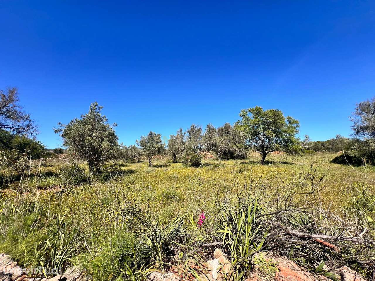 Terreno rústico com 7360m2 I Entre São Bartolomeu de Messines e Padern - Grande imagem: 3/5