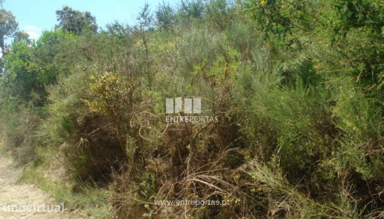 Venda Terreno, junto à estrada, Santa cruz do Douro, Baião - Grande imagem: 2/6