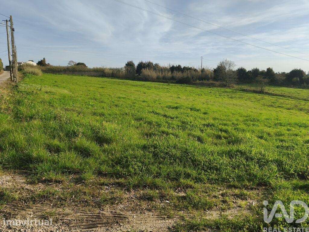 Terreno Agrícola em Cela - Grande imagem: 2/9