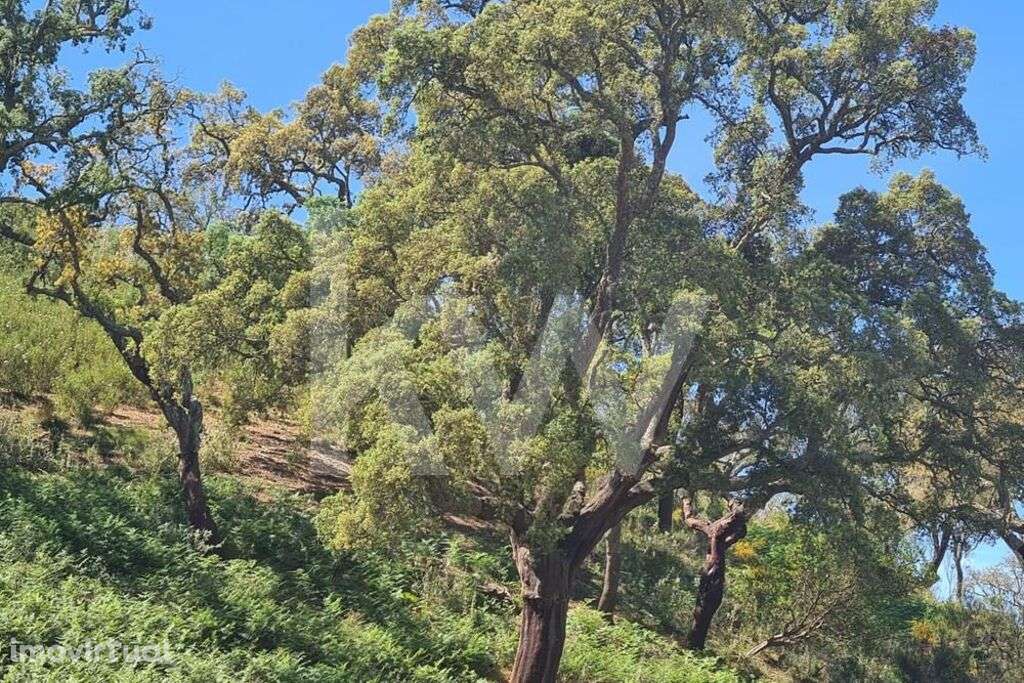Herdade de 154 ha com ruína habitacional em Cubeiros de Cima, Relíquia - Grande imagem: 4/22