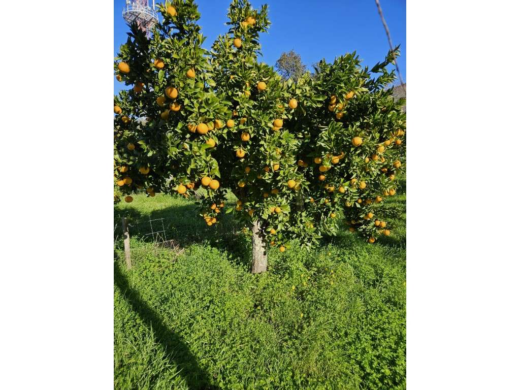 Quinta em Évora com 29.476 m2, sendo 6.476 m2 urbanos (2,976 hectar... - Grande imagem: 3/11