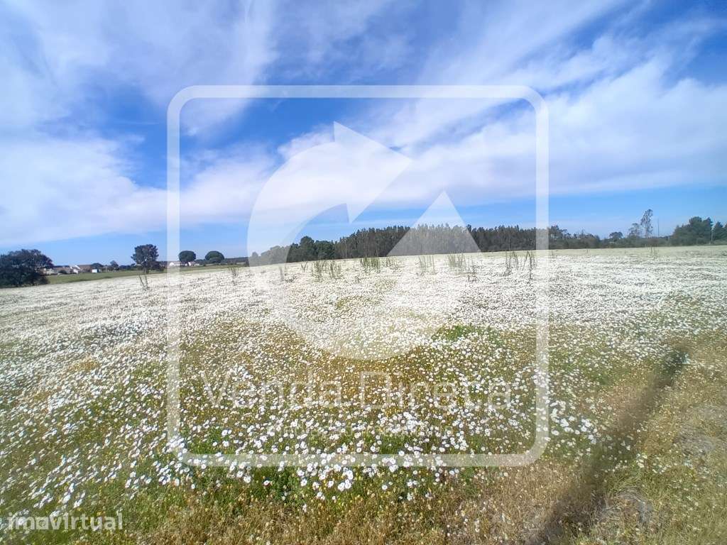 Quinta com 110.000 m2 junto à Nacional 10 - Com Armazém e Furo Lice... - Grande imagem: 4/27