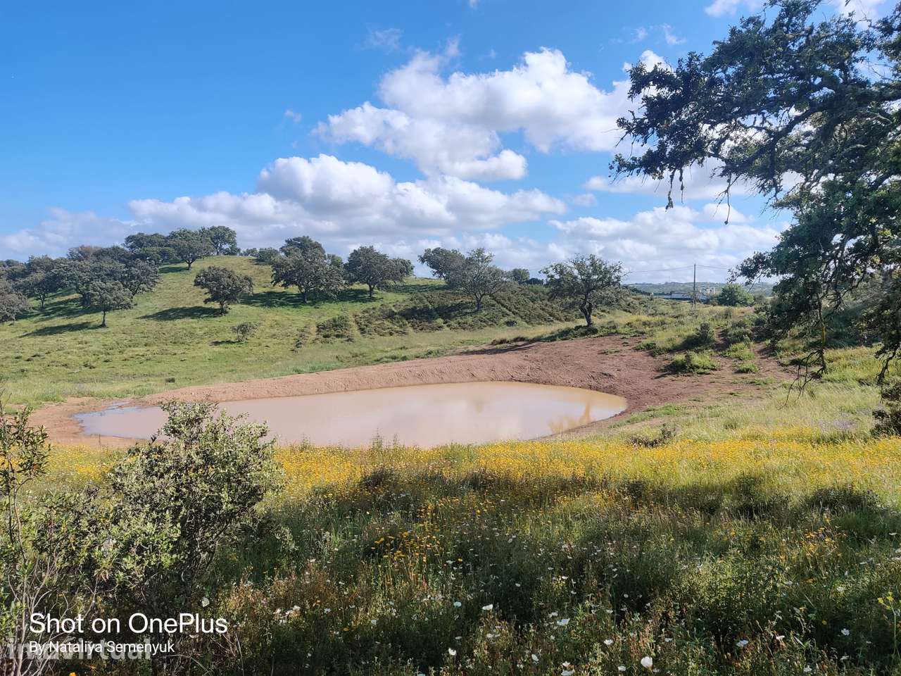Terreno Rústico com 5,6 ha à Venda - Próximo de Ourique - Grande imagem: 4/18