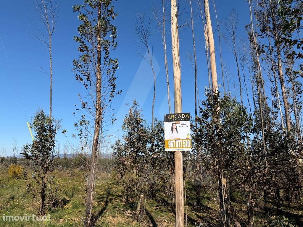 Terreno Rústico em Assilhó - Albergaria-a-Velha - Grande imagem: 3/16
