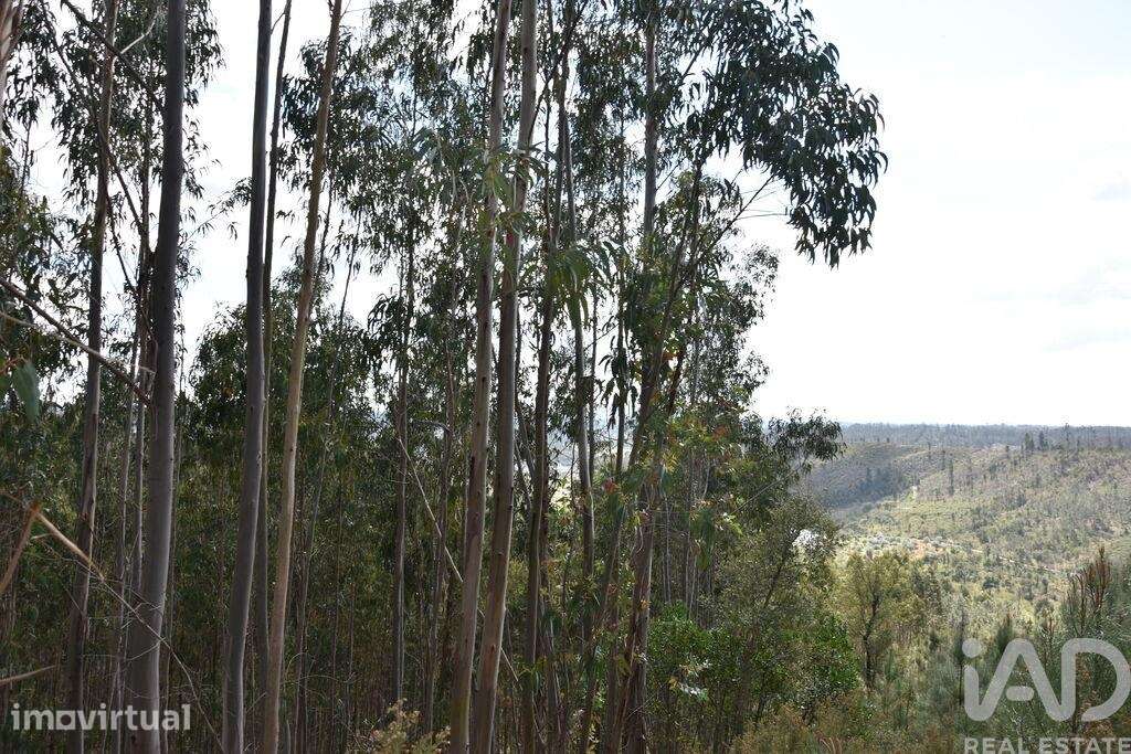 Terreno em Rio de Couros e Casal dos Bernardos de 7590,00 m2 - Grande imagem: 2/29