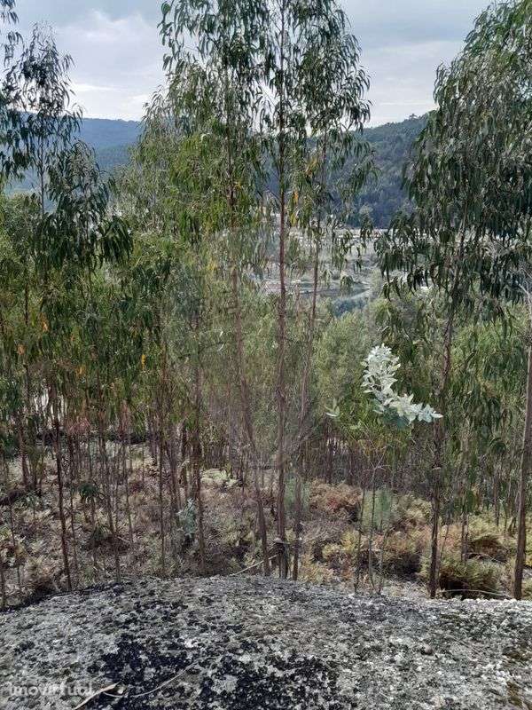 Terreno  para venda - Grande imagem: 5/8