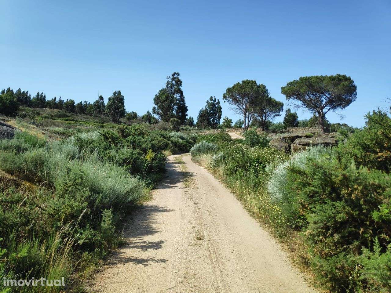 Fantástica Quinta com 3 Hectares - Grande imagem: 5/24
