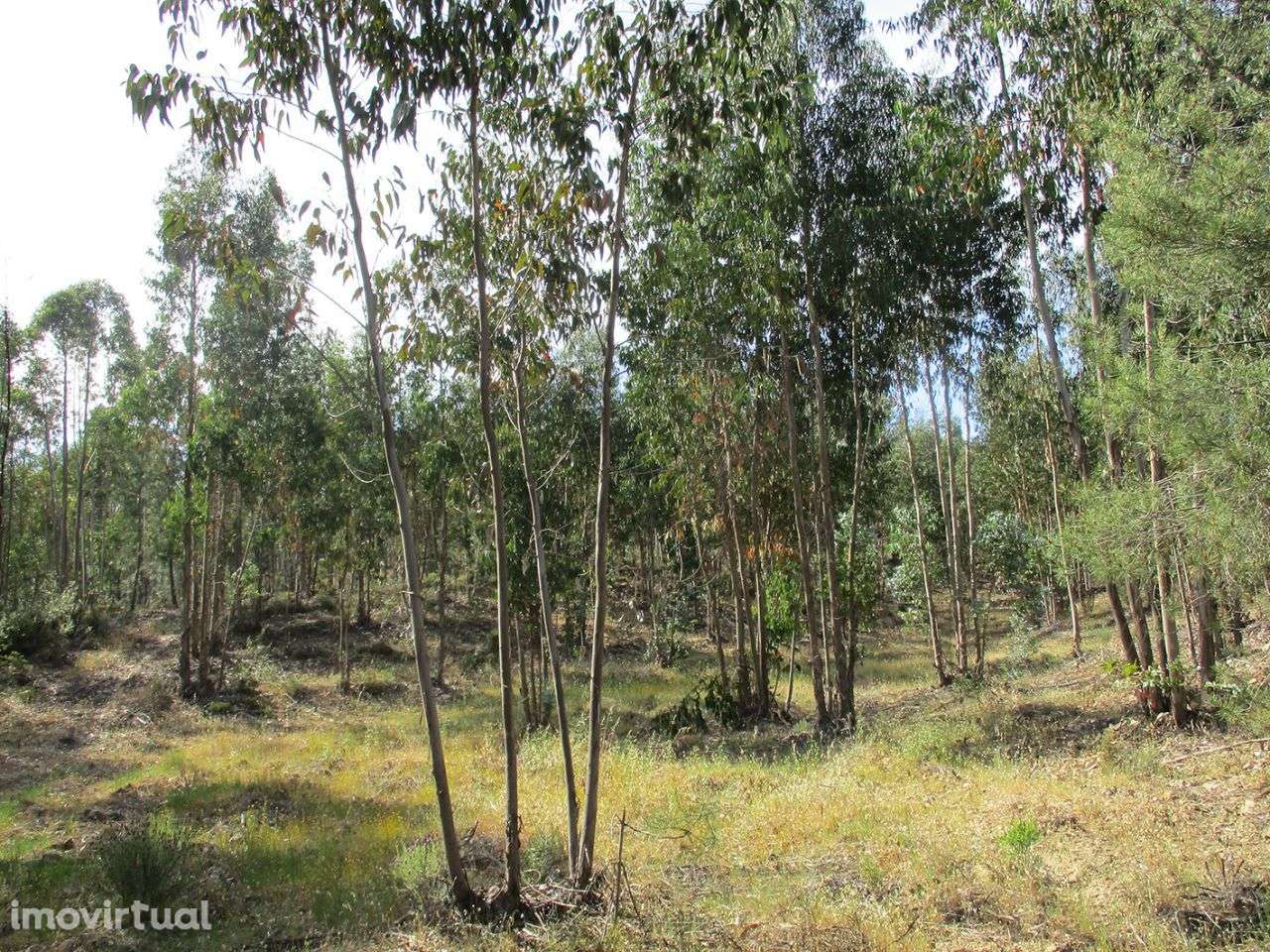 Terreno - Grande imagem: 4/5