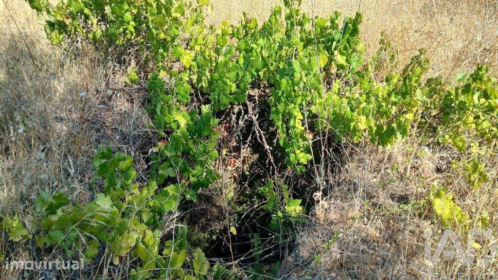 Terreno Agrícola em Sarzedas - Grande imagem: 2/30