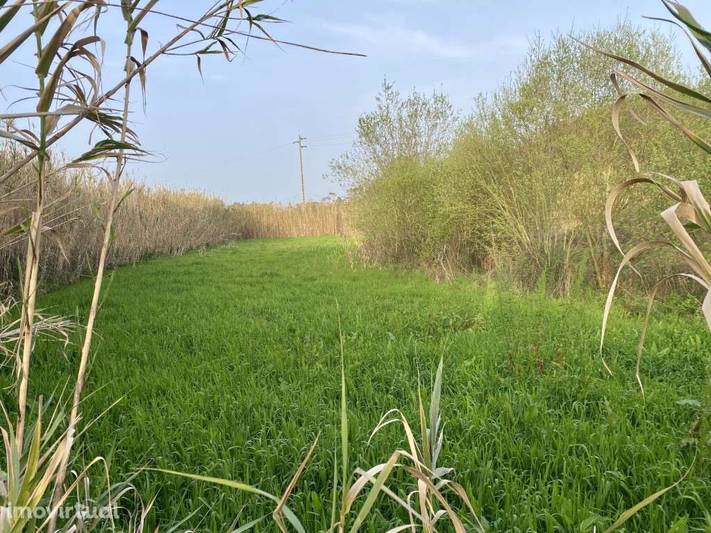 Terreno rustico à venda em Famalicão, Nazaré - Grande imagem: 2/6