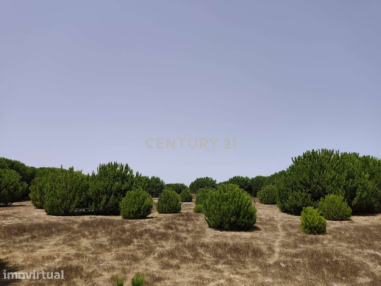 Terreno Rústico com 5.000m2 em Porto Covo, Sines - Grande imagem: 5/11