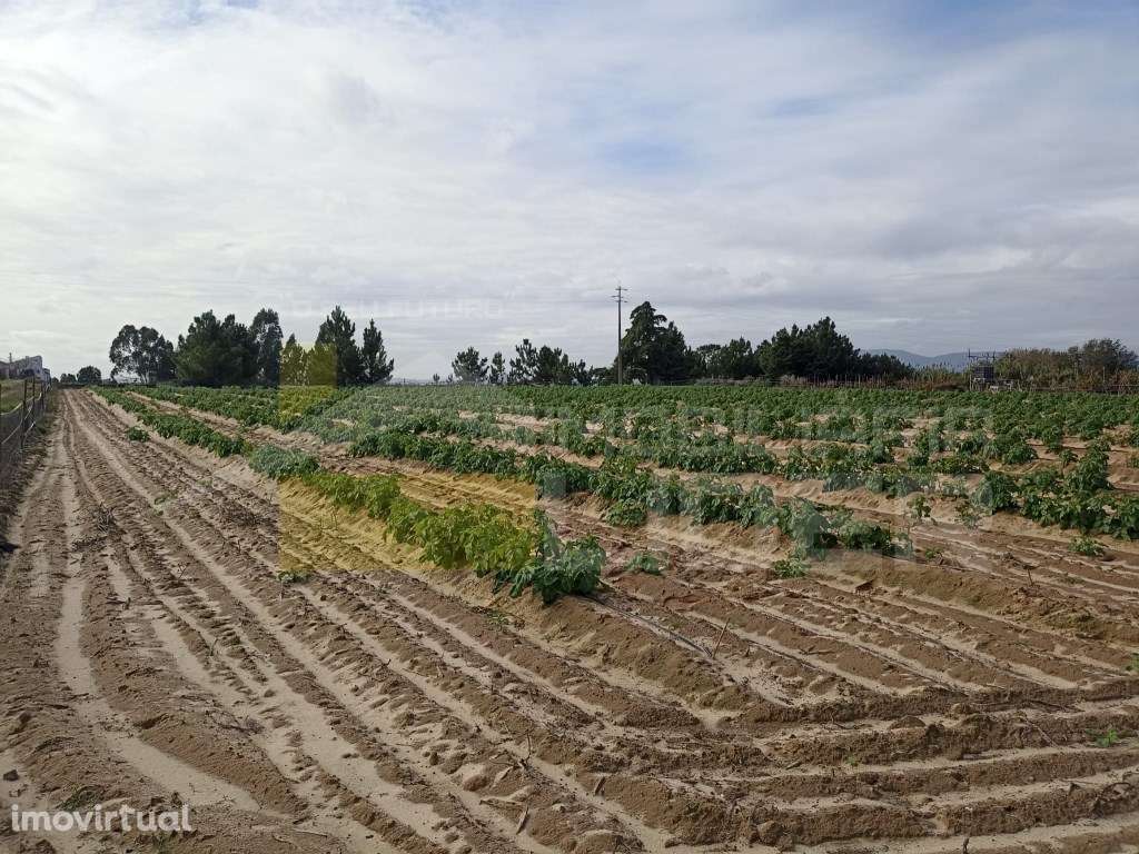 Terreno com 26.600m2 em Aveiras De Cima- Azambuja - Grande imagem: 5/13