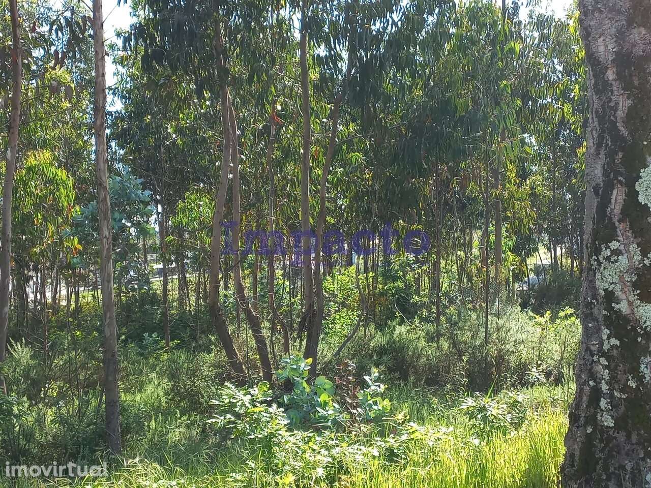 Terreno Urbano em Escariz, Arouca - Grande imagem: 3/6