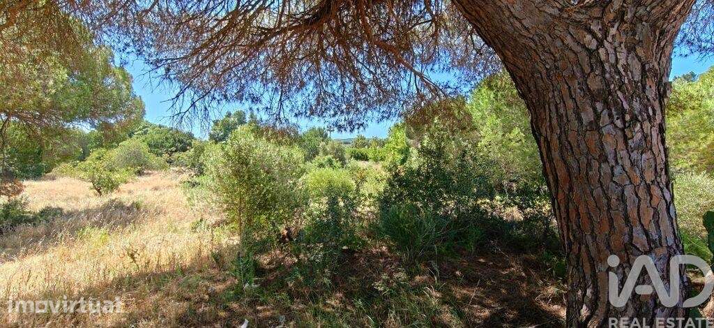 Terreno Agrícola em Quarteira - Grande imagem: 3/18