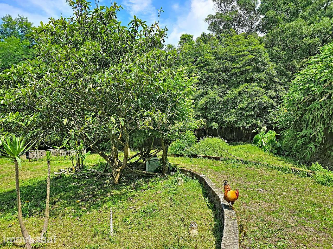 Terrenos em Ribeira Seca, Ribeira Grande - Grande imagem: 2/11