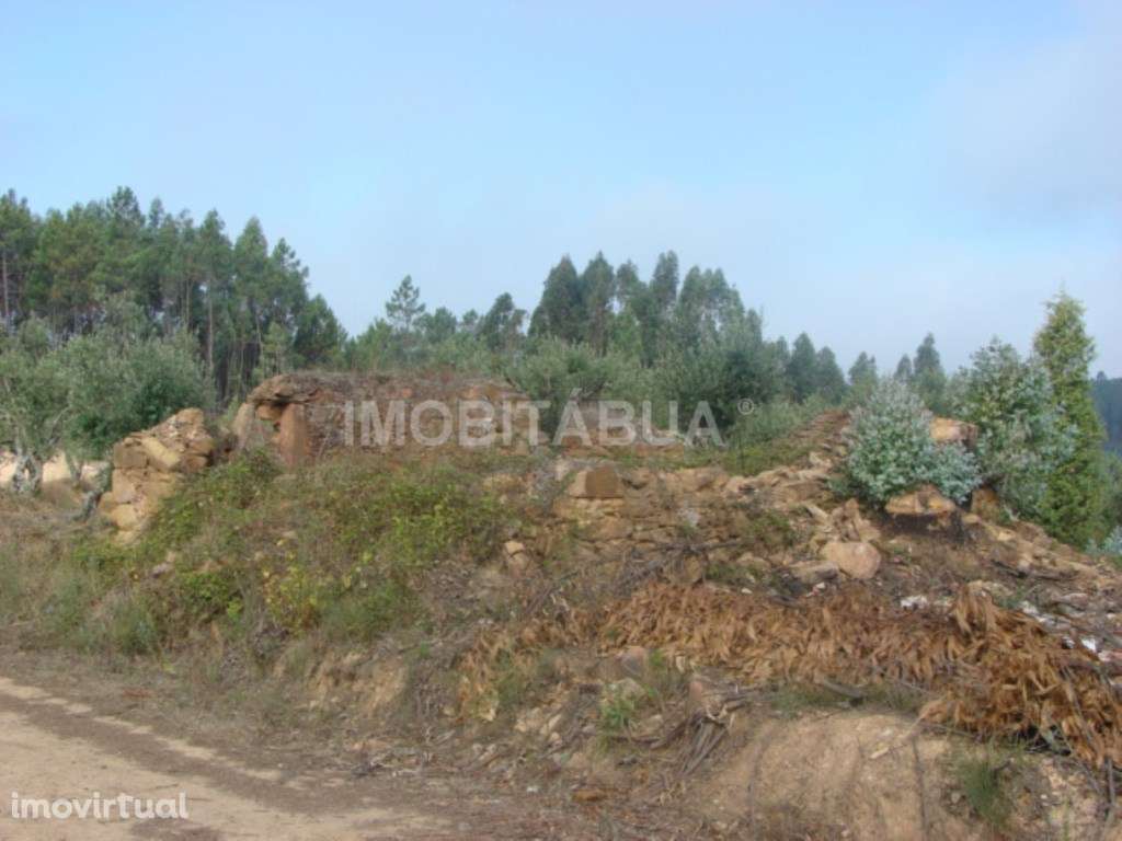 Terreno relativamente plano com uma ruína em pedra e oliveiras - Grande imagem: 3/5