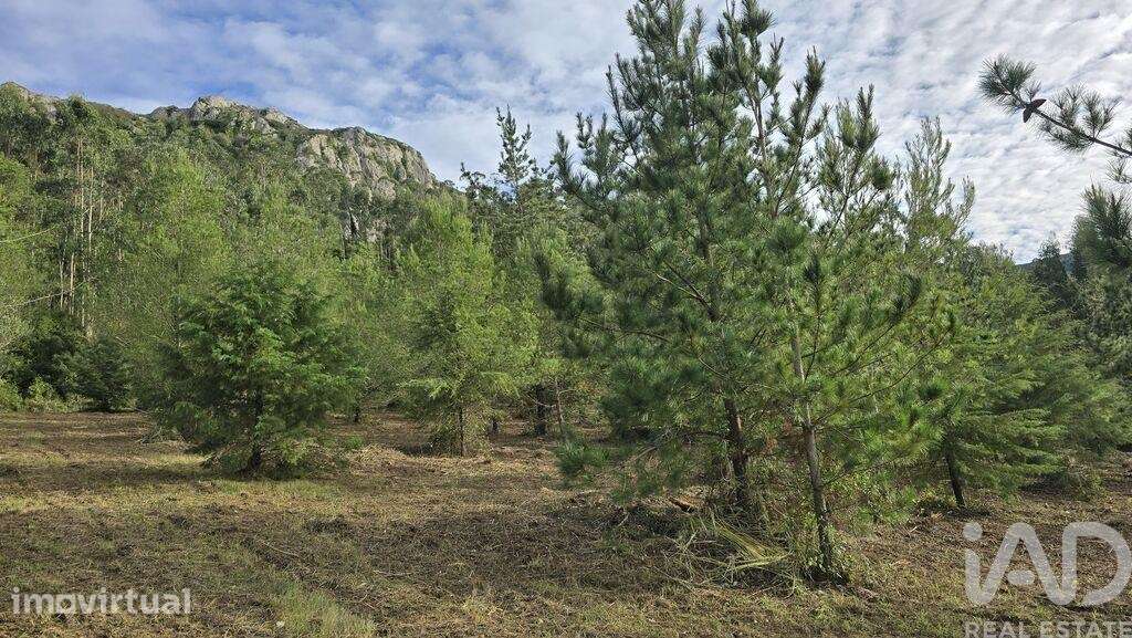 Terreno para construção em Lamas e Cercal - Grande imagem: 3/39