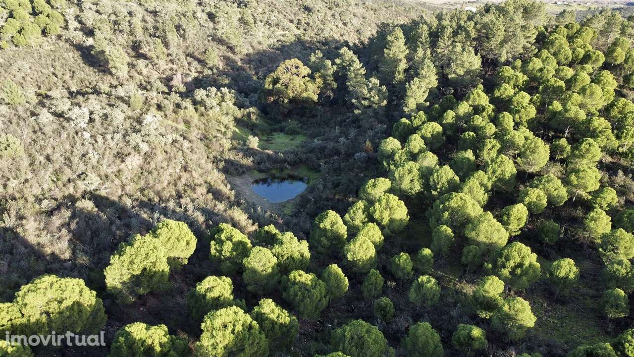 Herdade T5 Venda em Escalos de Baixo e Mata,Castelo Branco - Grande imagem: 5/31