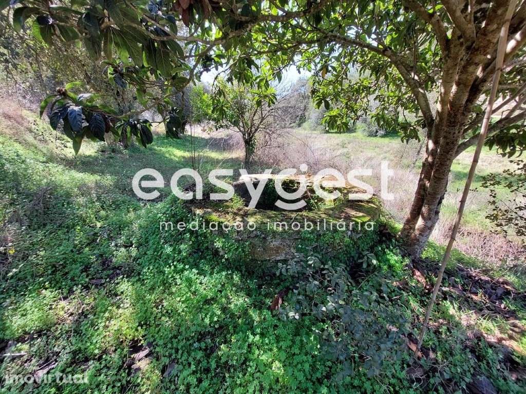 Monte para recuperar no concelho de São Martinho das Amoreiras - Grande imagem: 2/15