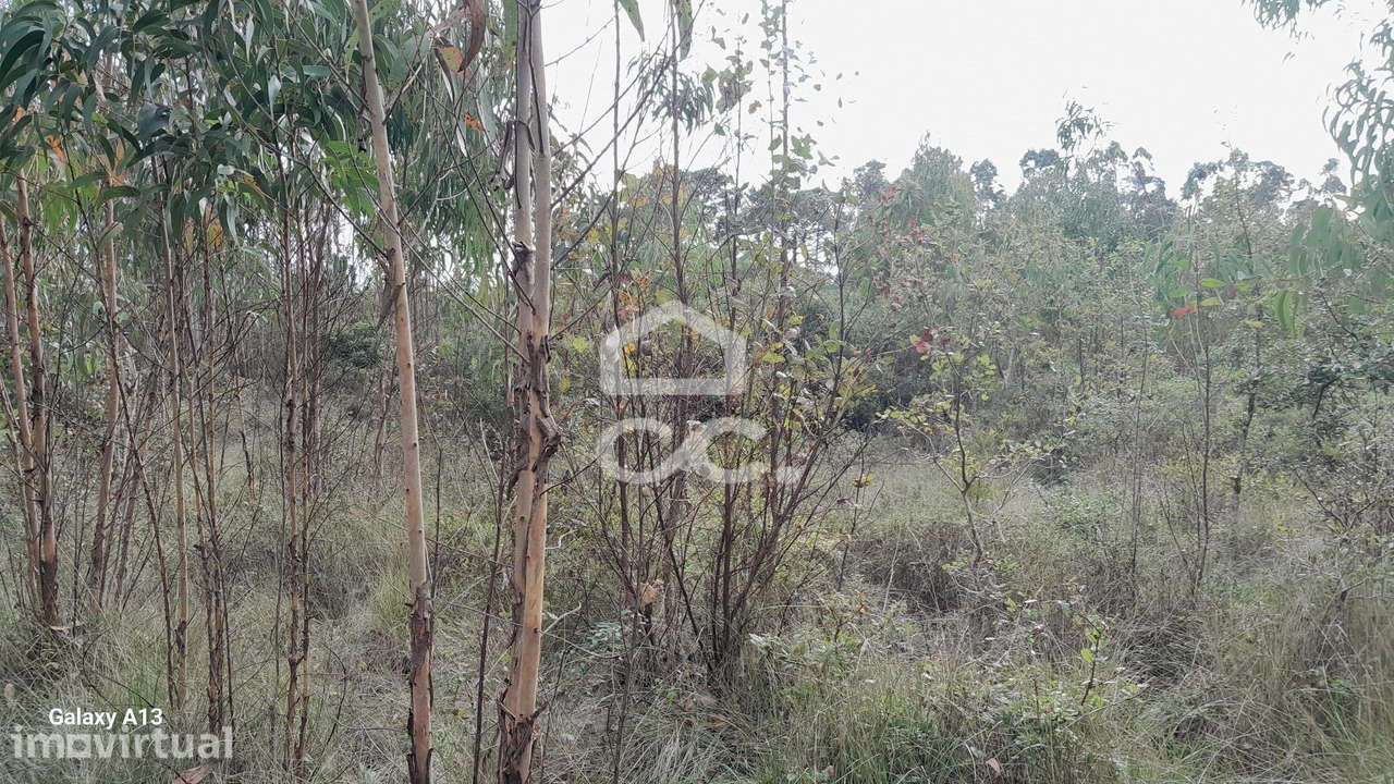 Oportunidade Imperdível: Terreno com Eucaliptos em Cesaredas! - Grande imagem: 3/11
