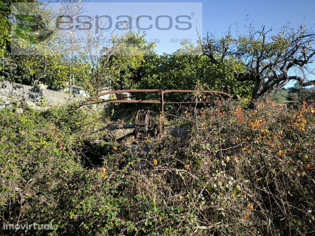 Horta da Serra - Palvarinho - Grande imagem: 5/8