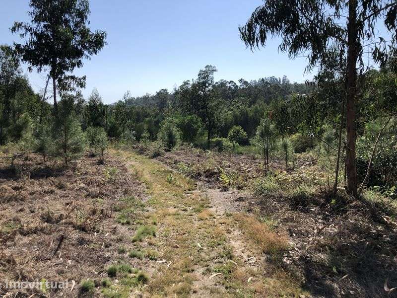 Venda Terreno rústico com mais de 2600 m2- Terra Feita Sao pedro d’arc - Grande imagem: 4/8