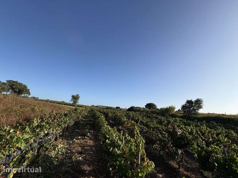 Terreno rustico com vinha e olival - Grande imagem: 4/5