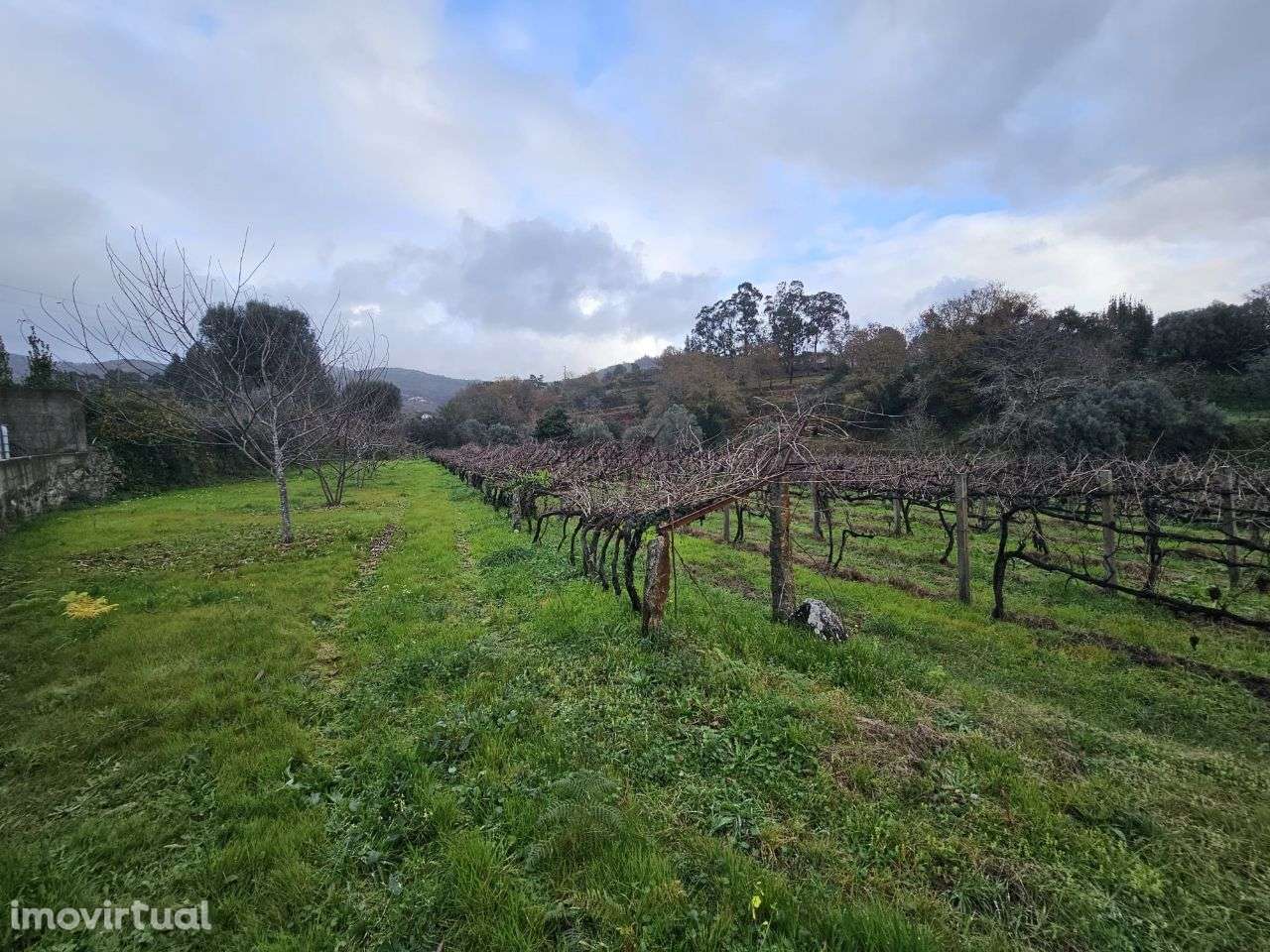 Terreno Rústico em Calheiros - Grande imagem: 3/4