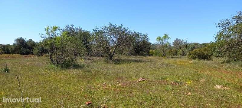 Vende-se terreno agrícola - boa localização - Grande imagem: 2/2