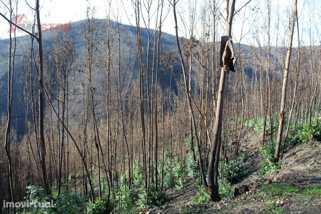 Terreno Rústico bem localizado em Canelas - Arouca - Grande imagem: 2/8