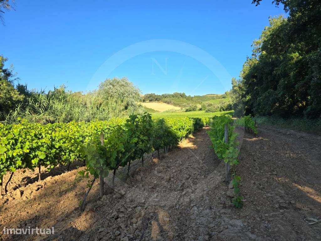 Terreno rústico com 3,1 hectares com vinha em exploração - Grande imagem: 2/15