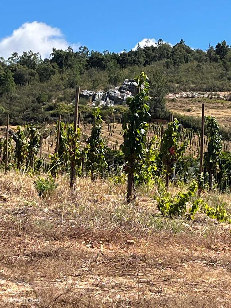 Quinta Vinícola em Alegrete - Grande imagem: 3/30