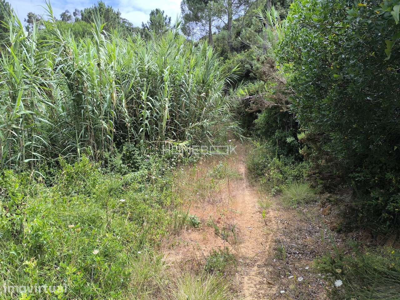 Terreno Rústico de 2032m2 com Curso de Água | Assafora - Sintra - Grande imagem: 2/4