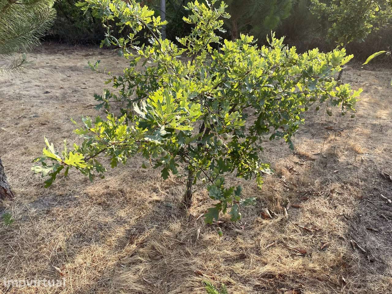 Terreno Agrícola para venda em Vila Verde, Seia - Grande imagem: 5/42