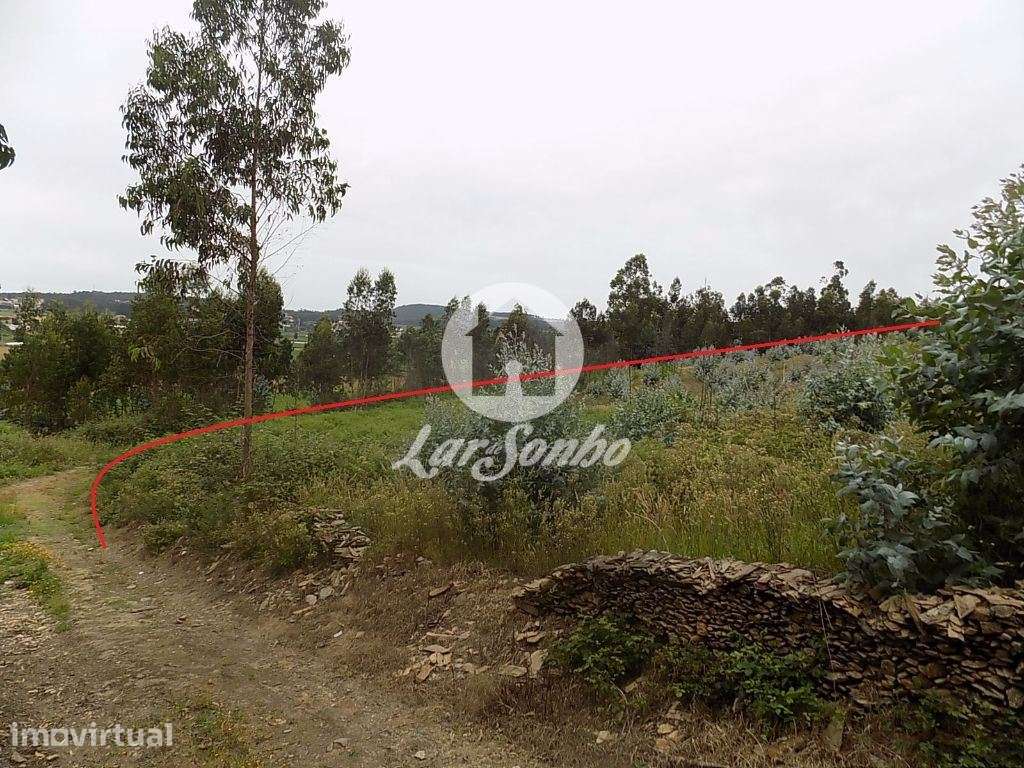 Terreno florestal Eucaliptal com 19200m2 Fradelos - Grande imagem: 3/5