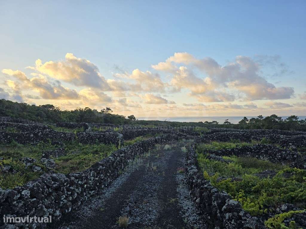 Vinha e Potencial de Construção Bandeiras, Ilha do Pico - Grande imagem: 5/11