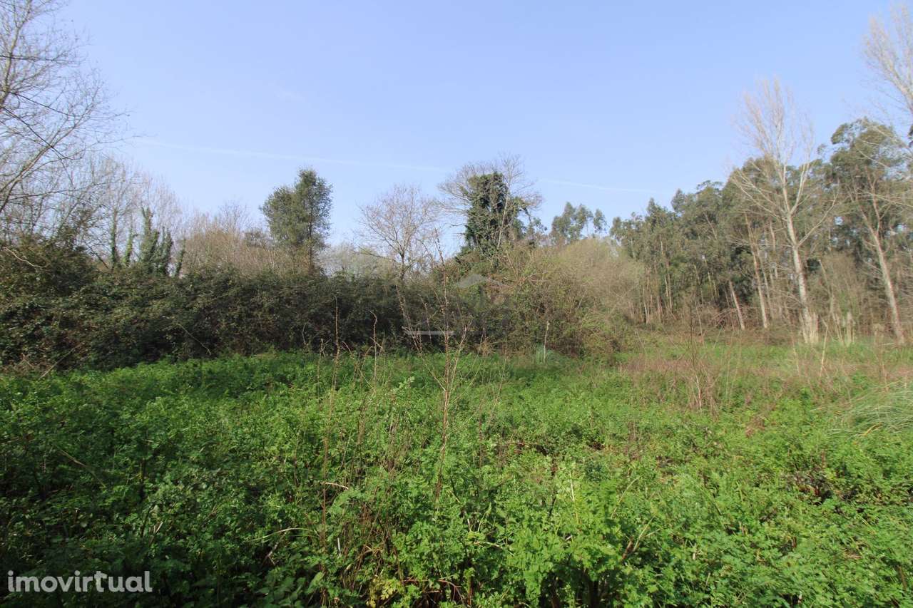 Terreno Agrícola com 4.800 m² | Olival - Grande imagem: 4/6