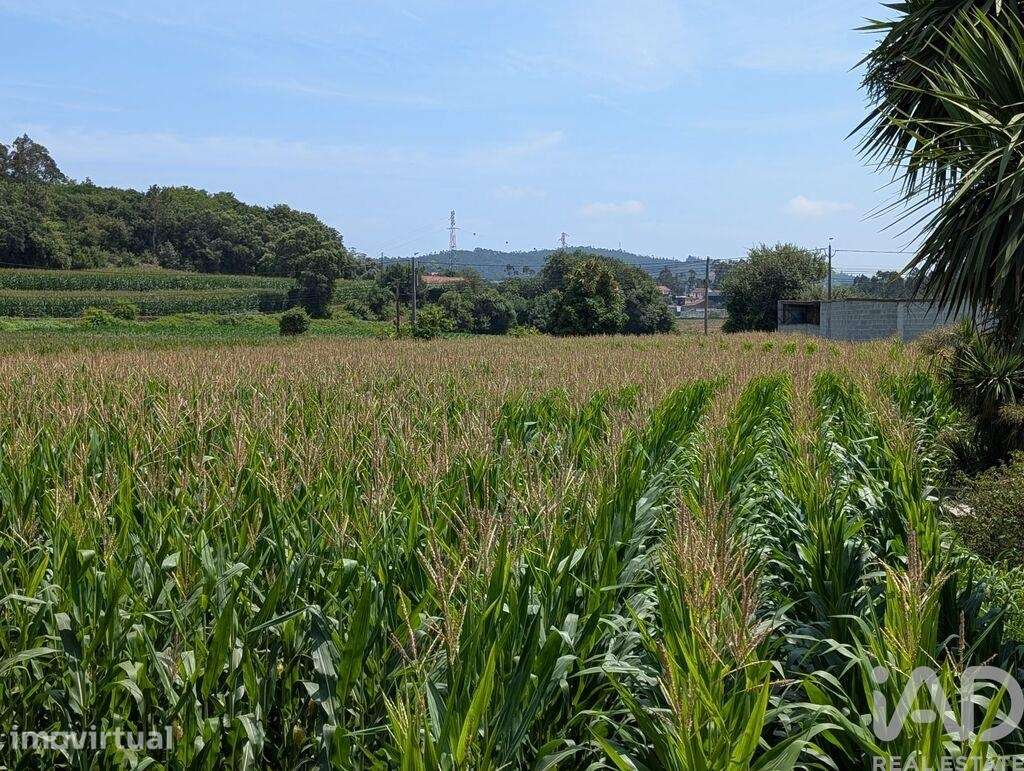 Terreno Agrícola em Rio Mau e Arcos - Grande imagem: 4/5
