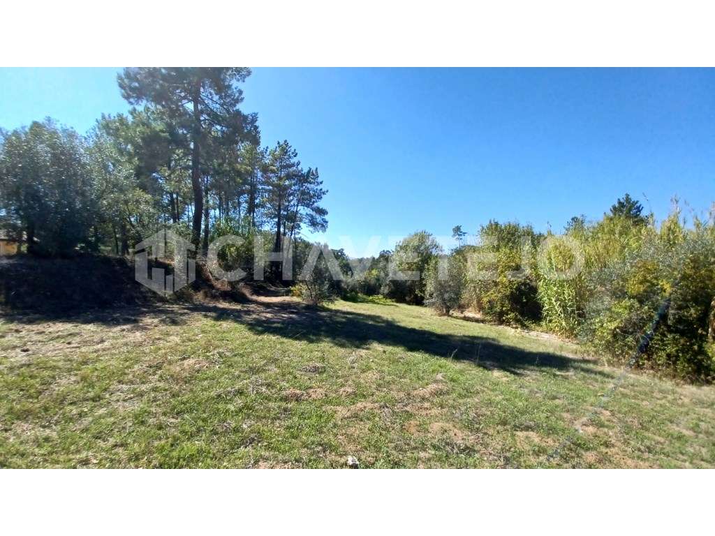 Terreno com possibilidade de construção perto de S. Pedro de Tomar. - Grande imagem: 5/8