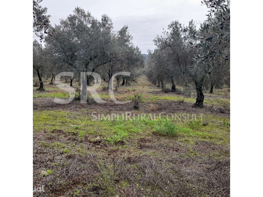 Quinta agrícola Valhascos/Sardoal - Grande imagem: 3/60