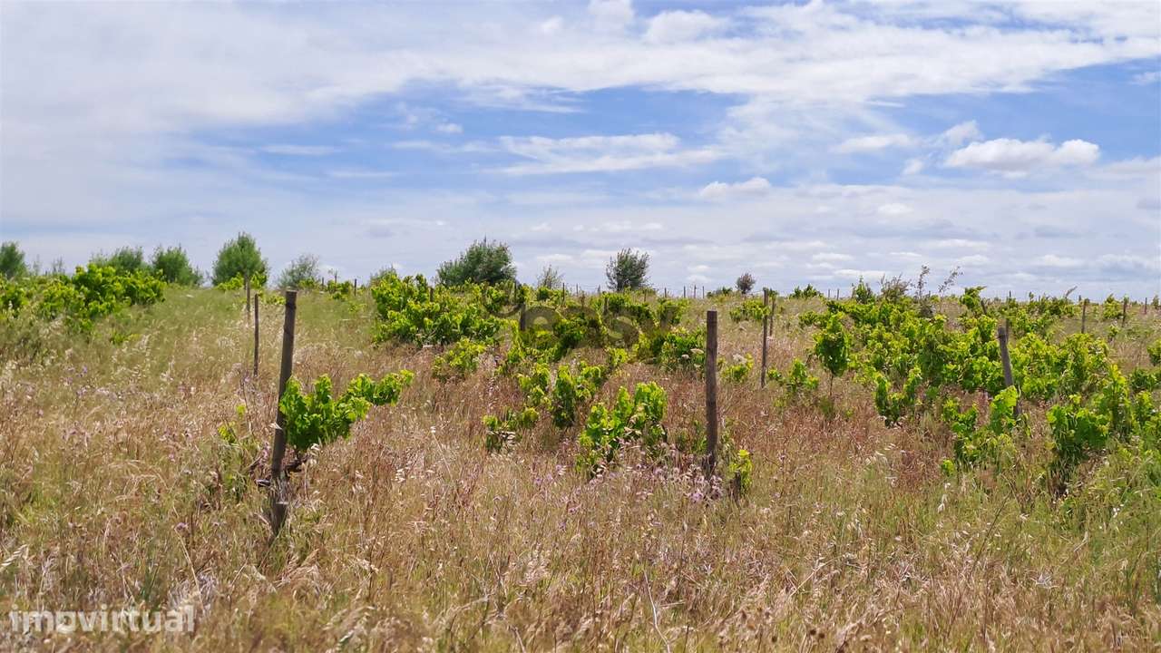 Vinha com 3 hectares na Região Vinícola da Vidigueira - Grande imagem: 5/12