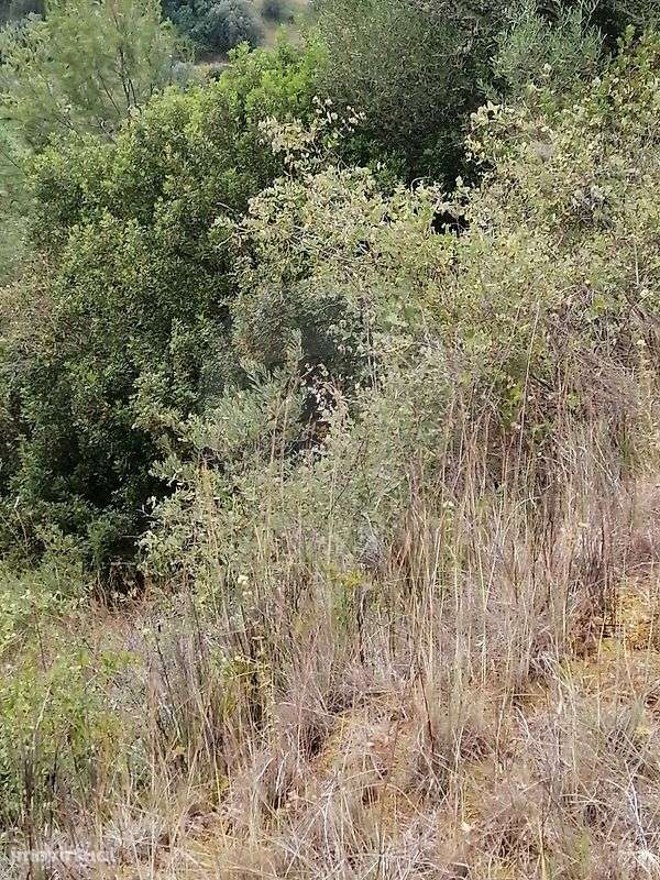 Terreno  para venda - Grande imagem: 3/4