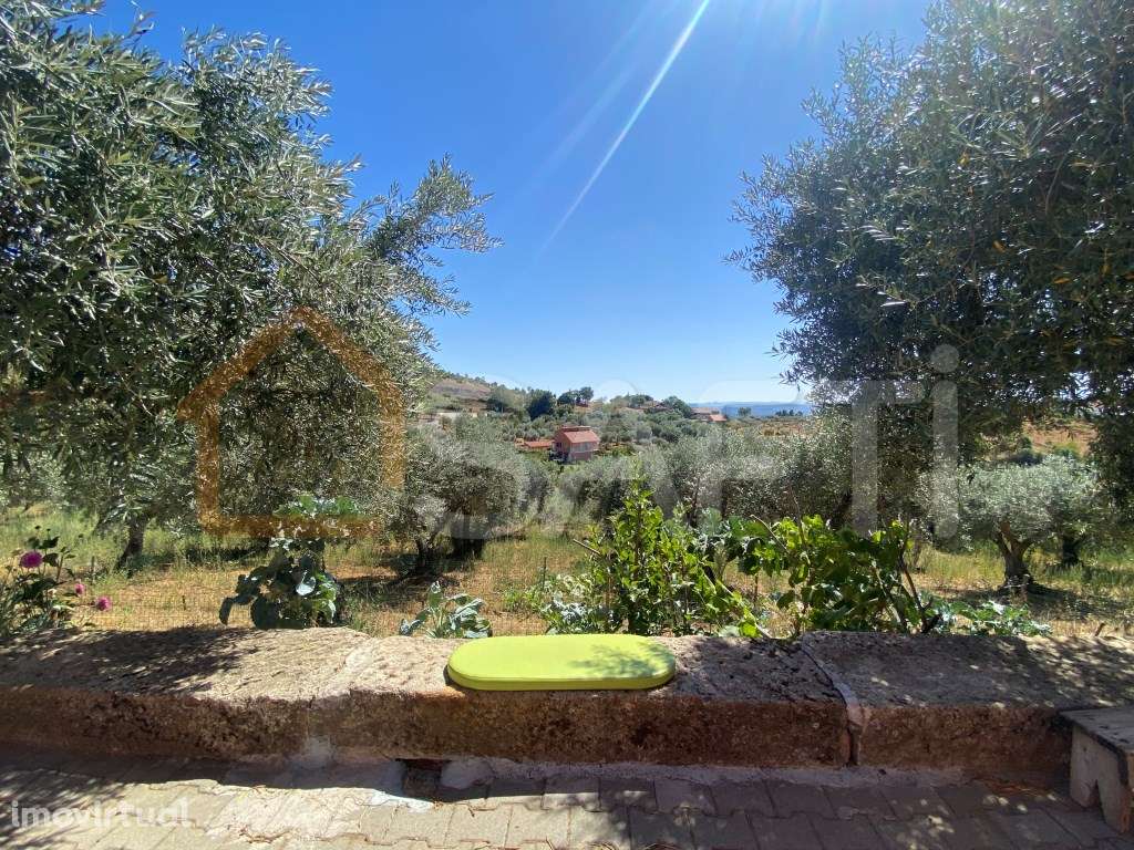 Quinta com oliveiras Moradia T2+1 - Grande imagem: 4/30