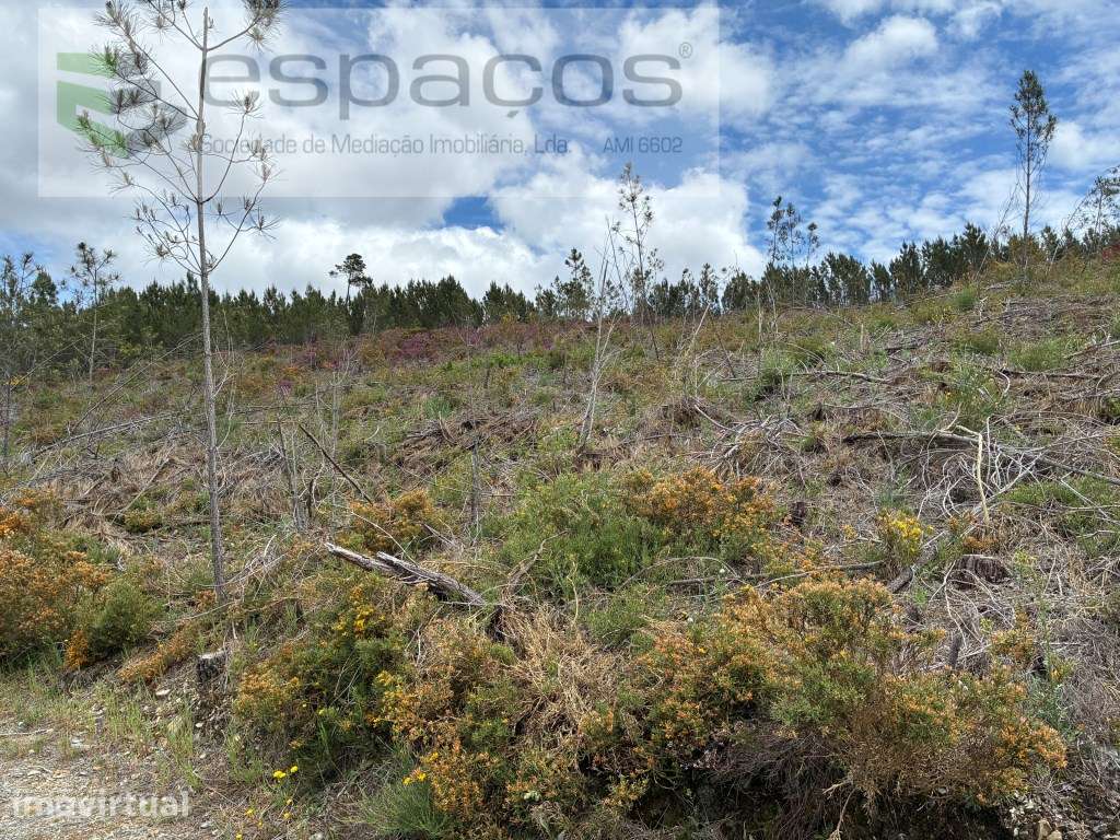 Terreno com olival e regadio - Grande imagem: 2/34