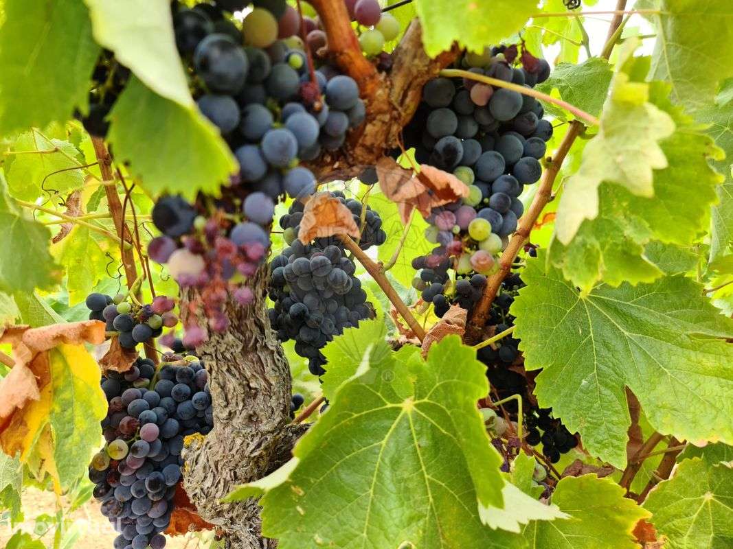 Quinta  para venda - Grande imagem: 3/4