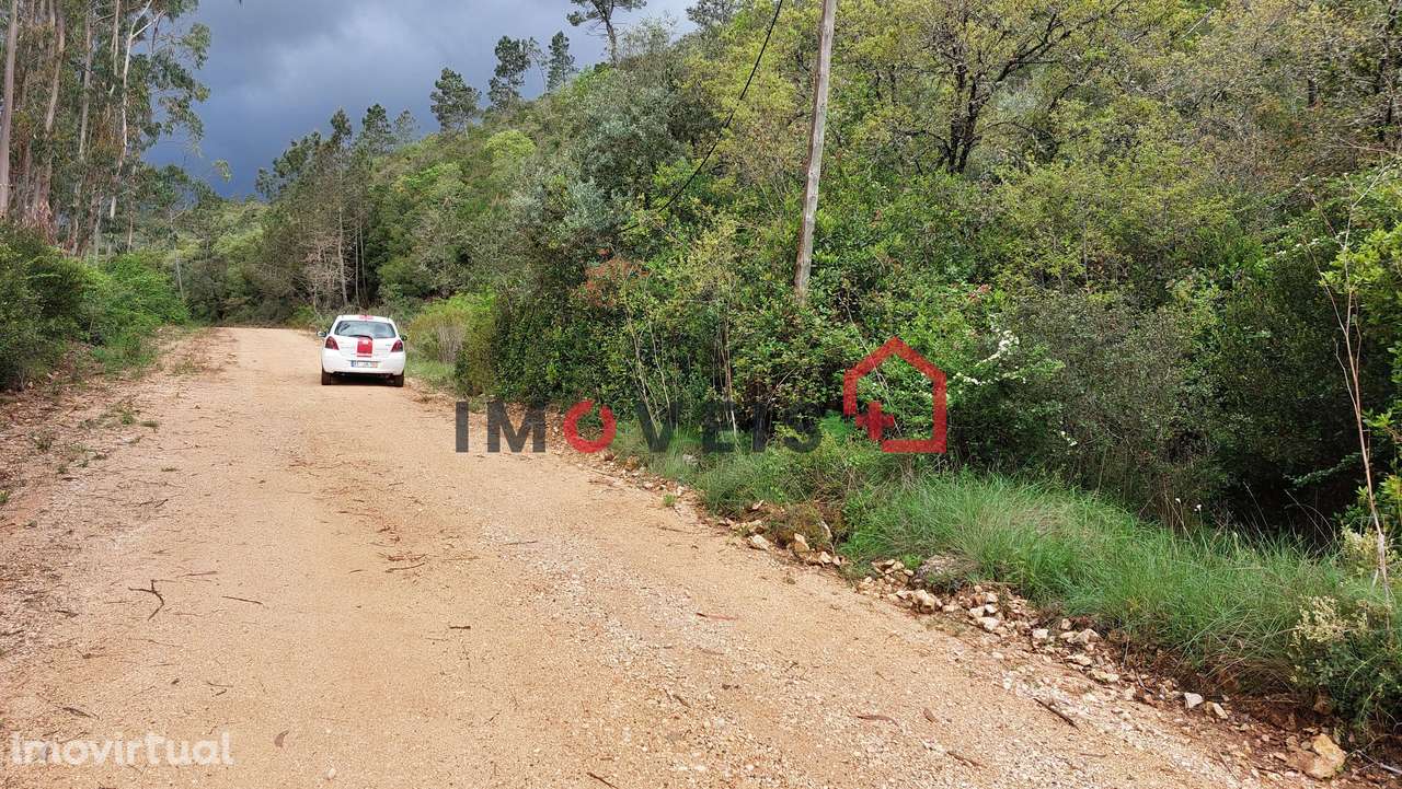 Terra de Mato com Oliveiras e Azinheiras - Grande imagem: 3/5