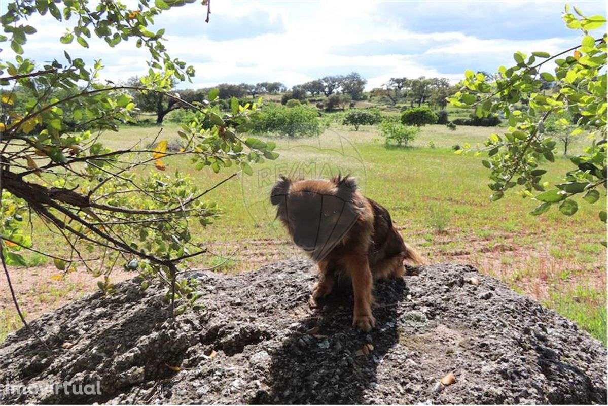 Quinta T0 para Venda - Grande imagem: 4/35