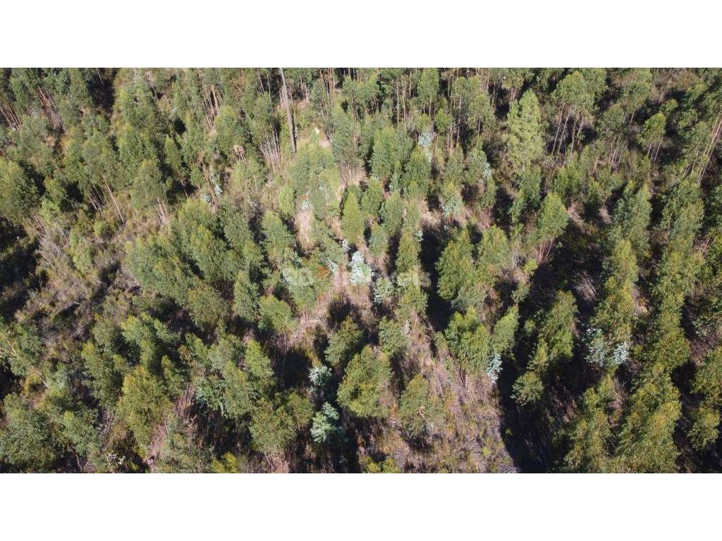 5 Terrenos de Eucaliptal - Carril, Tomar - Grande imagem: 2/9